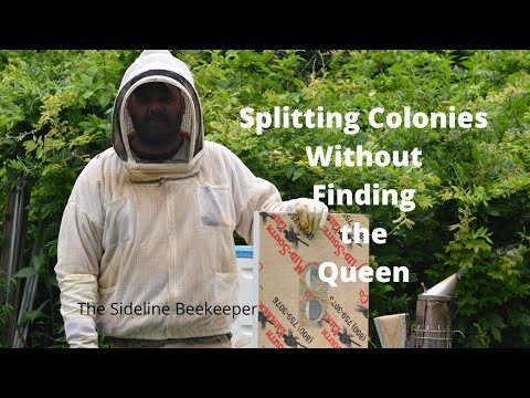 , title : 'Beekeeping: How we split colonies | Double Screen Boards'