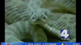 preview picture of video 'Los Alamos being plagued by snakes'