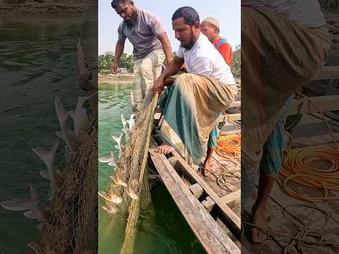 ধরলা নদীতে প্রচুর বড় বড় মাছ ধরা হলো অক্সিজেন দিয়ে #fish #fishing #riverfishing #fishinglife