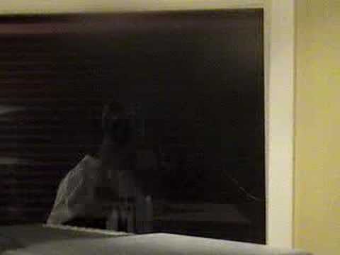 E.Z. RECORDZ IN THE STUDIO MAKIN "GREAT LIKE TONY"