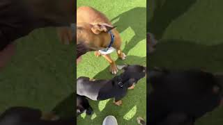 Video preview image #1 Brazilian Mastiff Puppy For Sale in Jasper, AL, USA
