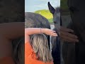 Stallone sBs Cavallo da Sport Belgio In vendita 2026 Nero , Zonik plus