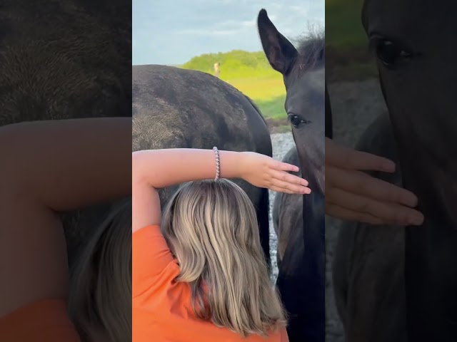 Stallone sBs Cavallo da Sport Belgio In vendita 2026 Nero ,  Zonik plus
