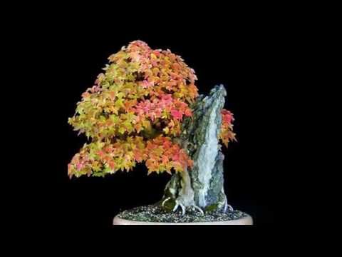 Top 10: Crazy and unusual Bonsai trees