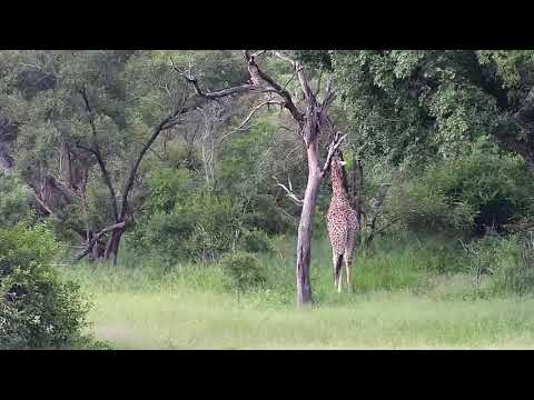 Djuma: Giraffe feeding-Pt:1 - 17:22 - 01/14/21