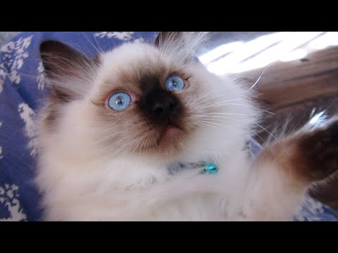Meeting Face To Face- Introducing 7 Yr Old Ragdoll Cat To New Kitten