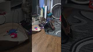 Hide and seek 🙈 #foryou #cat #catlovers #cute #funny #playtime #shorts