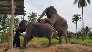 Elephant Mating and Sperm Collection (MUST WATCH)