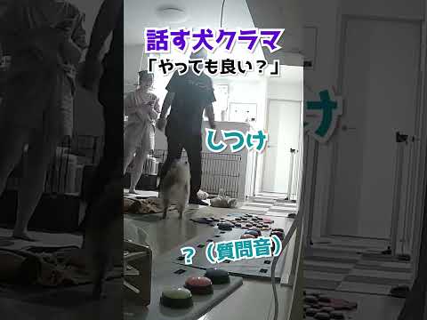 アラディア: 愛犬チリを連れたベルリンの女性がインスタグラムで有名になった経緯