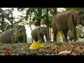 Asian Engry Elephant Attack Elephant Attack Elephant Elephant Wildlife Animals Beautifulindia8344