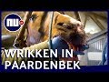 Deze paardentandarts staat voor een enorme klus | Achter gesloten deuren | NU.nl