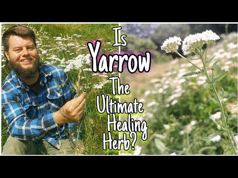 Yarrow - An Ancient Edible & Medicinal Herb ???? Facts, Uses & Mythology (Achillea millefolium)