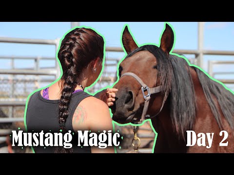 Day 2 with a Wild Mustang | Mustang Magic 2023