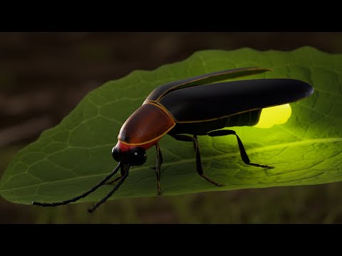 Firefly | Animation Demo