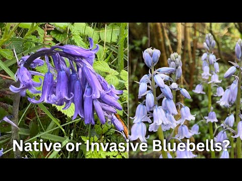 Native or Invasive Bluebells? How to tell the difference