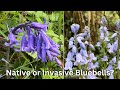 Native or Invasive Bluebells? How to tell the difference