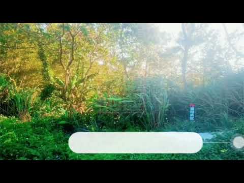 Condado de Hsinchu, cidade de Beipu, Erliao Divine Tree, área panorâmica próxima-Chunming Land-035551111