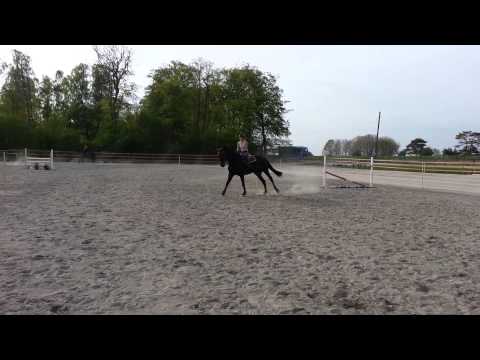 Cor de la E 9 yr by Emmerton