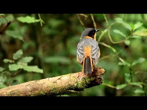 Garden Route Birding : Flights of Fancy