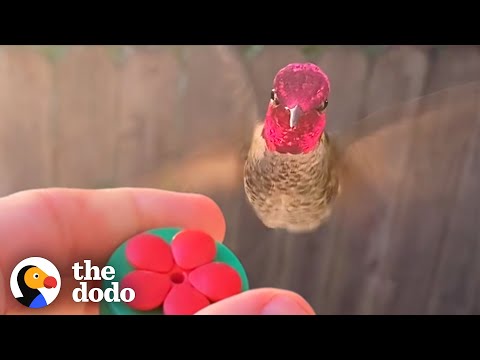 Adorable - Meet Hector, the Hand-Fed Hummingbird
