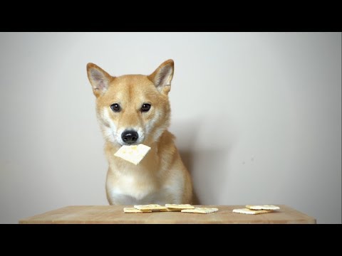 download lagu mp3 mp4 Can Dogs Eat Crackers, download lagu Can Dogs Eat Crackers gratis, unduh video klip Can Dogs Eat Crackers