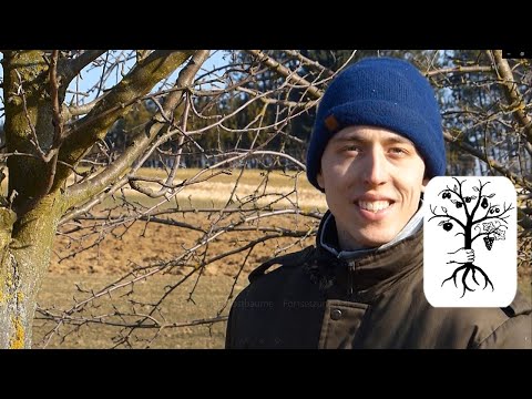 Obstbaumschnitt auf der Streuobstwiese - Schnitt alter Obstbäume - Fortsetzung Teil 2