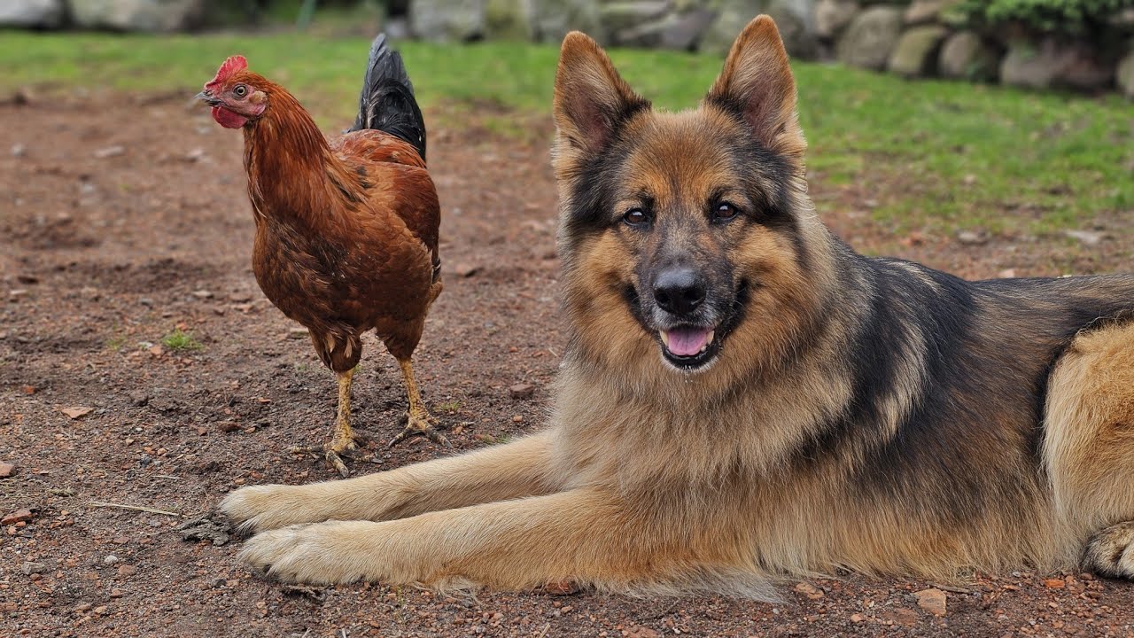NIE UWIERZYSZ JAKI TEN PIESEK JEST MĄDRY!