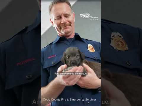 Georgia firefighters help animal hospital deliver 15 puppies