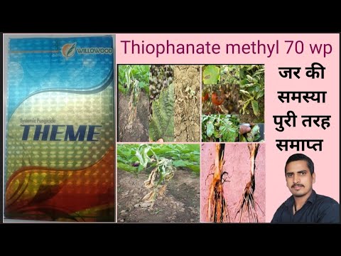 thiophanate methyl 70 wp | thiophanate methyl 70 wp uses in hindi