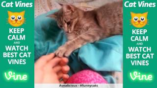 Funniest Cat Vines #1 - Updated August 1st, 2015