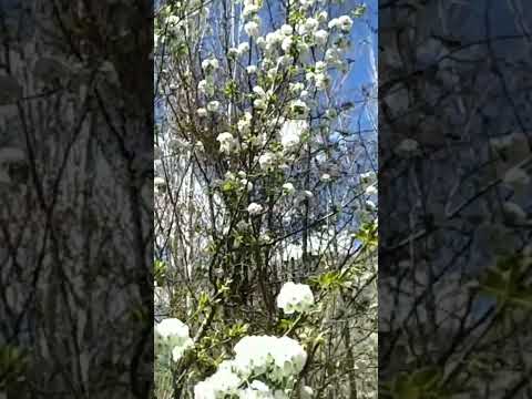 Winter Season off: Spring has arrived in the hilly areas and flowers have started to bloom