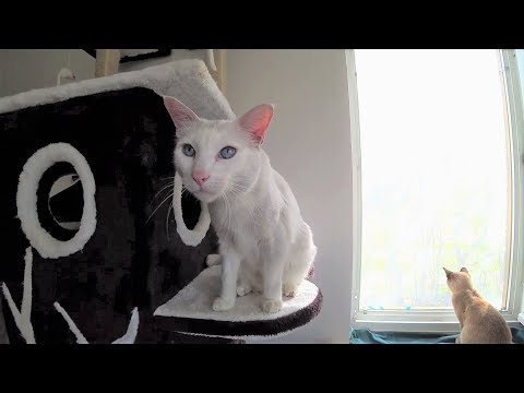 Funny Moments with 3 Cats || Lustige Momente mit 3 Katzen