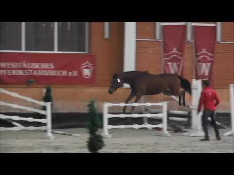 Nr.7 Stute v. Cornet Obolensky *2014