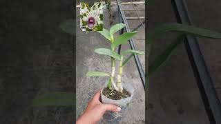 Download lagu dendrobium nindii #orchid #bunga #anggrek mp3