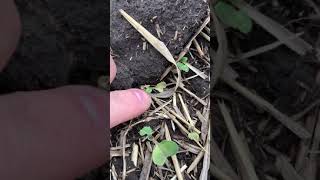 Assessing your canola after frost 