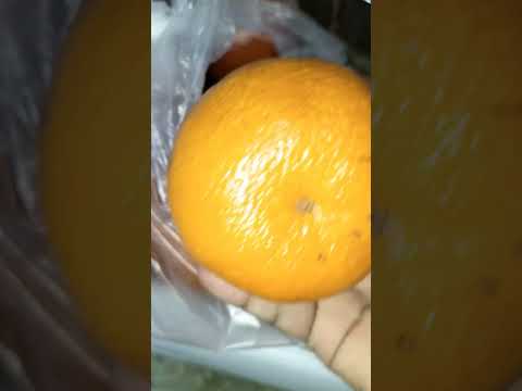 Boosts your immune system, your body's defense against germs #orange #fruits #trending #shorts