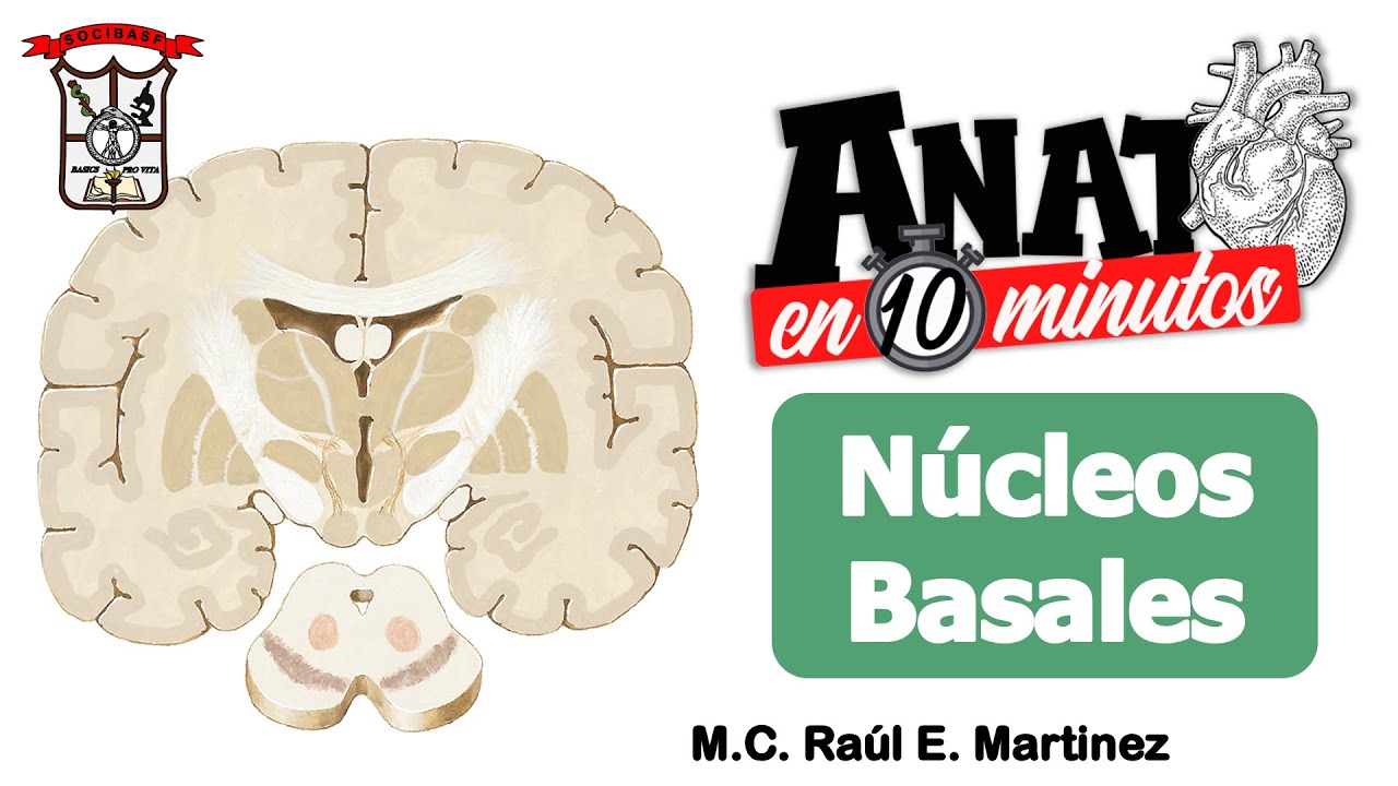 Ganglios basales  - ANATO EN 10 MINUTOS