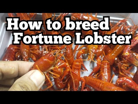 , title : 'The best technique in breeding Fortune Lobster finally revealed!'