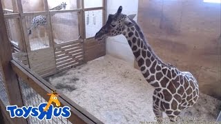 Animal Adventure Park&#39;s April the Giraffe - Live Birth - Archive footage
