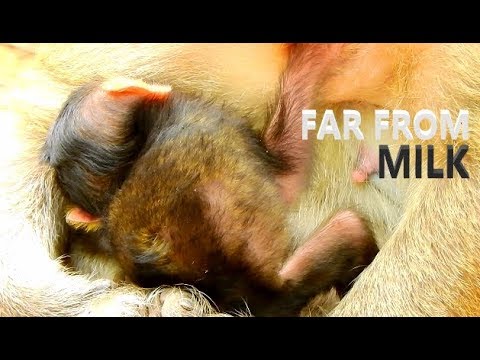 I'M FAR AWAY FROM MILK...HUG ME AND KEEP WARMLY MILK MUMMY. BRITTANY NEEDS YOUR IMPORTANT MILK MUM.