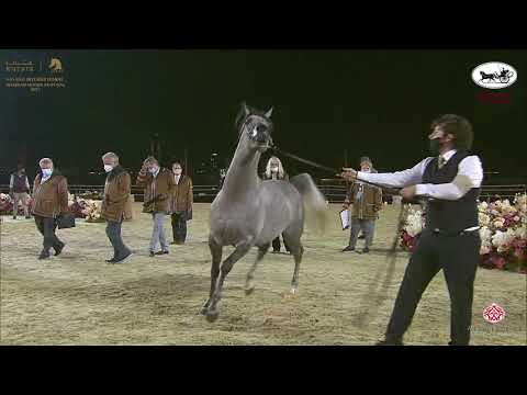 N 148 MOMAYZ ALJASSIMYA   Katara International Arabian Horse Festival   Colts 3 Years Old Class 6