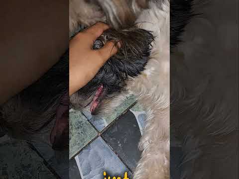 Keana the Sleepyhead Dog 😴  Cutest Nap Queen Ever! 🐶💤