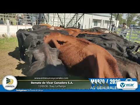 12-03-26 - Remate de Vicar Ganadera S.A. - Toay, La Pampa