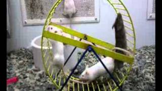 Mice Run on Wheel and Mouse goes Upside Down