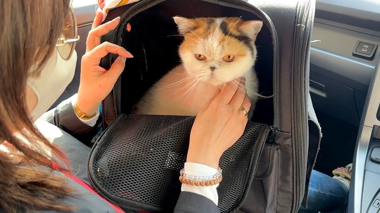 猫は液体 がライブ配信中！