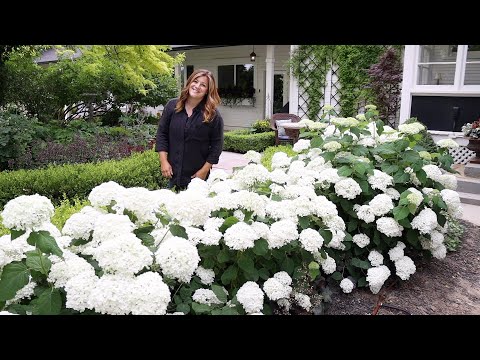 4 Year Update on Our 'Incrediball' Hydrangea Hedge! 🌿