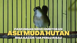 Download lagu SUARA SRDC ASLI ALAM MUDA HUTAN - PANCINGAN BURUNG SIKATAN RIMBA DADA COKLAT BAHAN AGAR CEPAT GACOR mp3