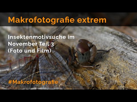 Insektenmotivsuche im November Teil 3 - Makrofotografie extrem