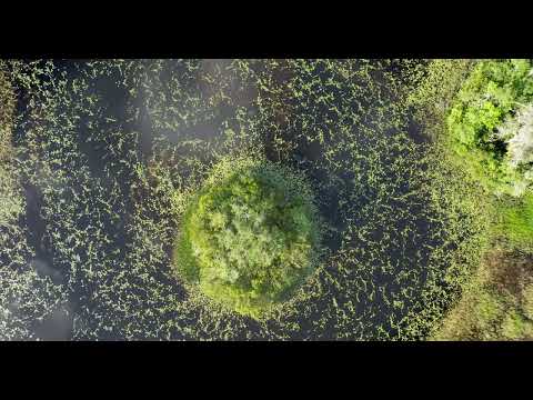 Tree Tops Park. Davie Florida. 4k video
