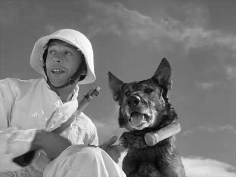 1944, Schweizer Armeehunde im Einsatz auf 3.000 Metern Höhe